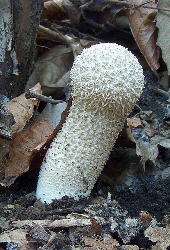 Lycoperdaceae.